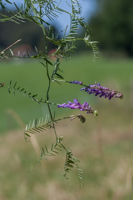 vicia-cracca-switzerland-A5C1D5C3-5F45-46A2-90E2-A5AFF6AEEB63.jpg