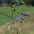 Vicia cracca L.