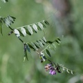 Vicia sepium L.