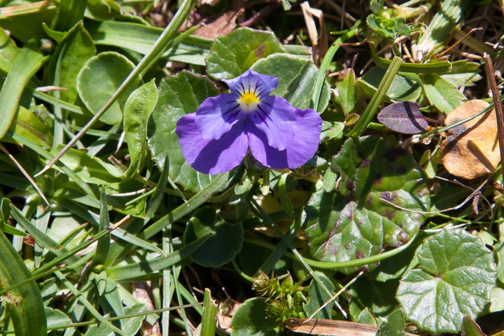 viola-calcarata-switzerland-FB97B6F9-9D40-4530-B962-C47B8C8C1EDC.jpg
