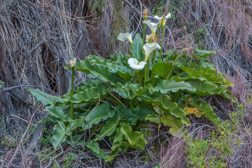 zantedeschia-sp-south-africa-9D0B534F-6CF1-4A89-8A5D-AA74972C8EFE.jpg