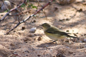 Phylloscopus collybita (Pouillot véloce)