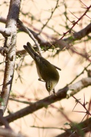 Phylloscopus collybita (Pouillot véloce)