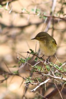 Phylloscopus collybita (Pouillot véloce)