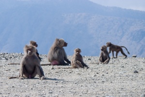 Papio hamadryas (Babouin hamadryas)