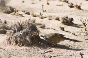 Turdoides squamiceps (Cratérope écaillé)