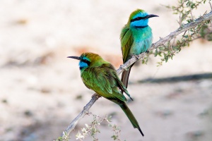 Merops orientalis (Guêpier d'Orient)