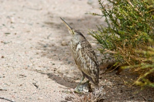 Ixobrychus minutus (Blongios nain)