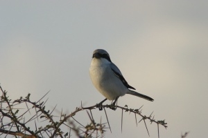 Lanius excubitor (Pie-grièche grise)