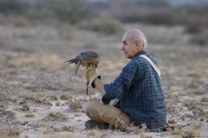 Falco pelegrinoides (Faucon de Barbarie)