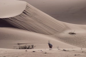 Oryx leucoryx (Oryx d'Arabie)