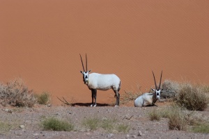 Oryx leucoryx (Oryx d'Arabie)