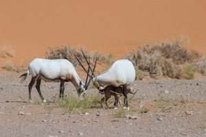 Oryx leucoryx (Oryx d'Arabie)