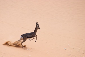 Gazella gazella (Gazelle des montagnes, Idmi)