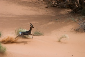 Gazella gazella (Gazelle des montagnes, Idmi)