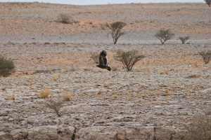 Aquila nipalensis (Aigle des steppes)