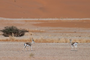 Gazella subgutturosa marica (Reem)