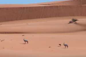 Oryx leucoryx (Oryx d'Arabie)