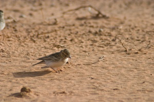 Calandrella brachydactyla (Alouette calandrelle)