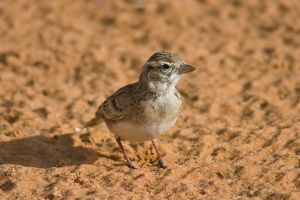 Calandrella brachydactyla (Alouette calandrelle)