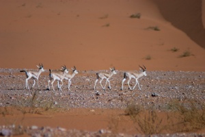 Gazella subguttrosa marica (Reem)