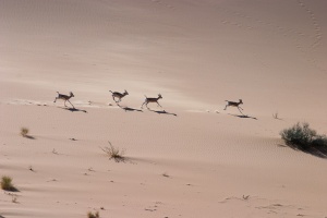 Gazella subguttrosa marica (Reem)