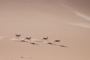 Gazella subguttrosa marica (Reem)