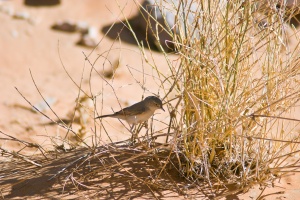 Sylvia nana (Fauvette naine)