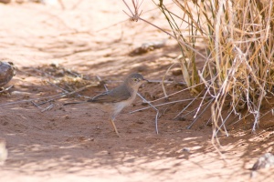 Sylvia nana (Fauvette naine)