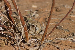 Lepus capensis (Lièvre du Cap)