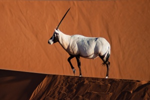 Oryx leucoryx (Oryx d'Arabie)