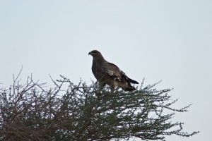 Aquila nipalensis (Aigle des steppes)