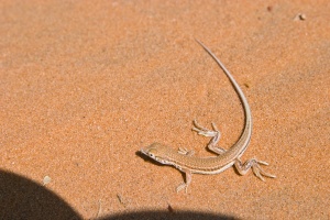 Acanthodactylus gongrorhynchatus Leviton & Anderson