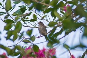 Crithagra rothschildi (Serin d'Arabie)