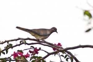 Streptopelia senegalensis (Tourterelle maillée)