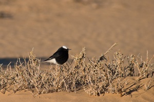 Oenanthe leucopyga (Traquet à tête blanche)