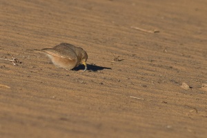 Ammomanes deserti (Ammomane isabelline)