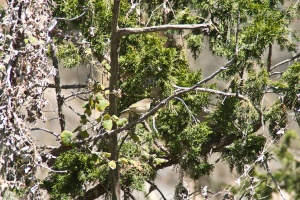 Phylloscuopus bonelli (Pouillot de Bonelli) ?