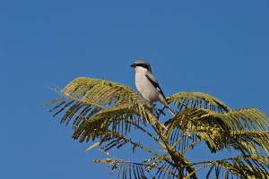 Lanius excubitor (Pie-grièche grise)