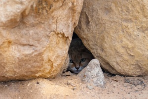 Felis margarita Loche (Chat des sables)
