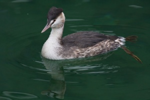 Podiceps cristatus (Grèbe huppé)