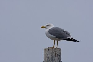 Larus cachinnans (Goéland leucophée)