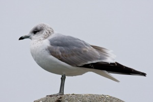 Larus canus (Goéland cendré)