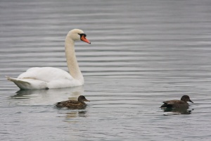 Anas platyrhynchos (Canard colvert), Cygnus olor (Cygne tuberculé)