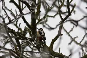 Dendrocops major (Pic épeiche)