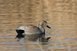 Anas strepera (Canard chipeau)