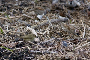 Phylloscopus collybita (Pouillot véloce)