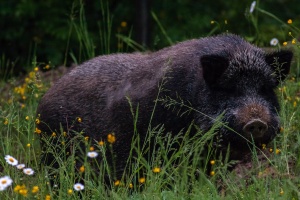 Sus scrofa (Sanglier)