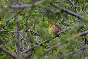 Emberiza citrinella (Bruant jaune)