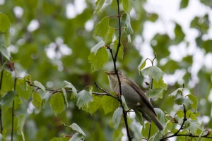 Phylloscopus trochilus (Pouillot fitis)